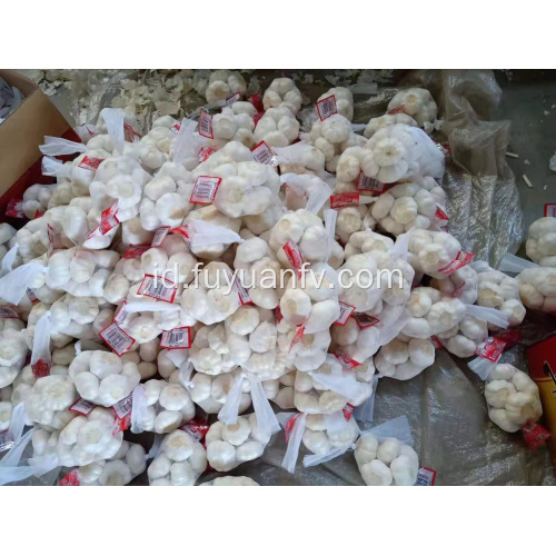 Dijual 2019 bawang putih baru